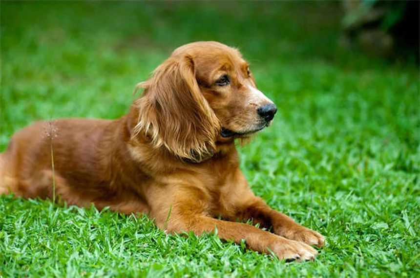 Dog Lumps and Bumps: How to Spot Cancerous vs. Benign Growths