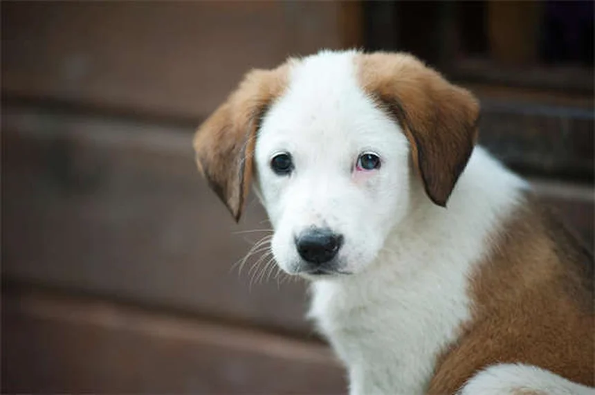 How to Tell If Your Dog Is in Pain: 7 Warning Signs Every Pet Owner Should Know