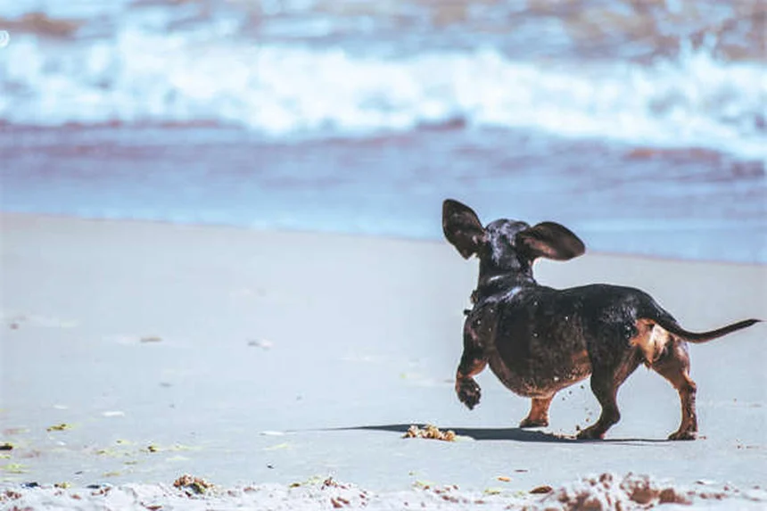 Benazepril for Dogs: Vet-Approved Uses, Dosage & Side Effects