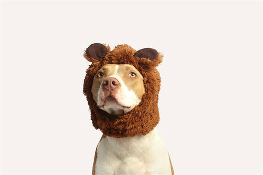 Benazepril for Dogs: Vet-Approved Uses, Dosage & Side Effects