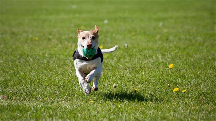 Rabbit Hemorrhagic Disease Virus: 5 Critical Facts Every Owner Must Know
