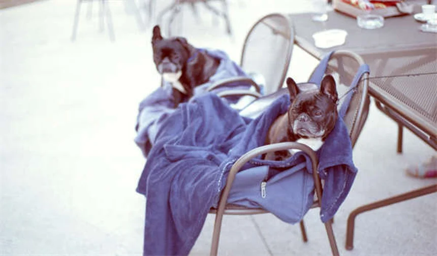 Rabbit Hemorrhagic Disease Virus: 5 Critical Facts Every Owner Must Know