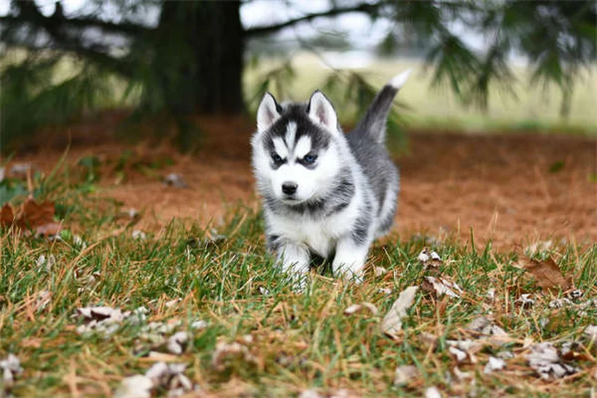 Flystrike in Rabbits: 5 Warning Signs & Emergency Treatment