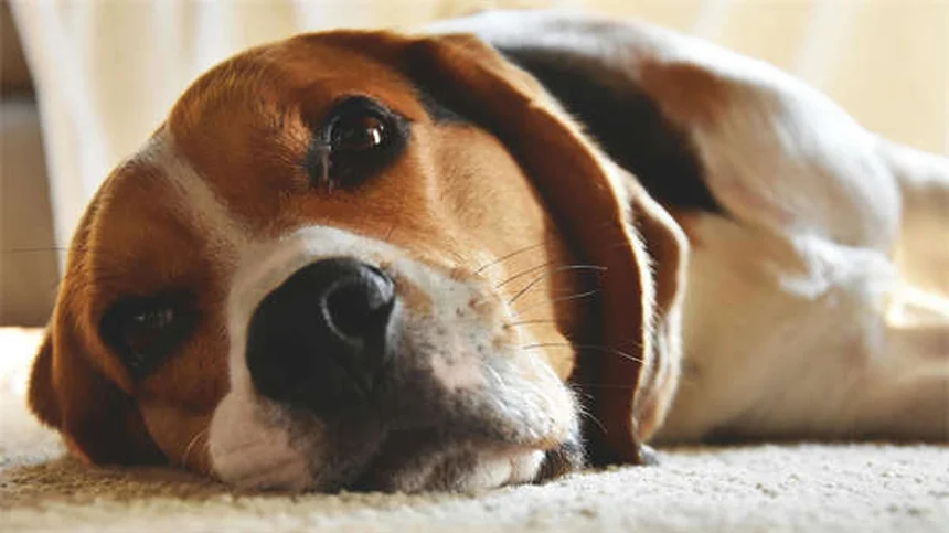 Can Guinea Pigs Eat Grapes? The Surprising Truth About This Sweet Treat