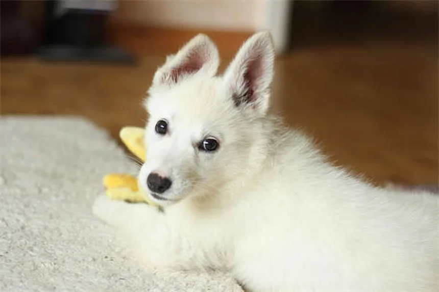 Hamster Eye Infection: Symptoms, Treatment & Prevention Guide