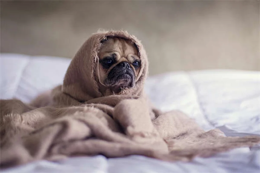 Vetmedin for Dogs: What Every Pet Owner Needs to Know