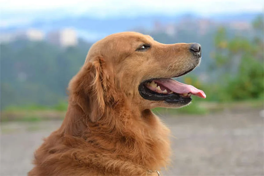 Vetmedin for Dogs: What Every Pet Owner Needs to Know