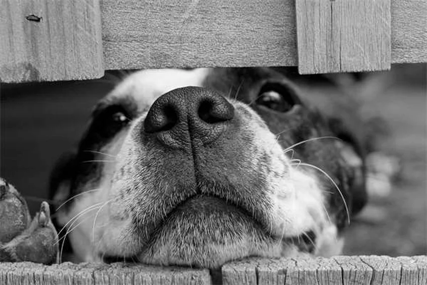 Vetmedin for Dogs: What Every Pet Owner Needs to Know