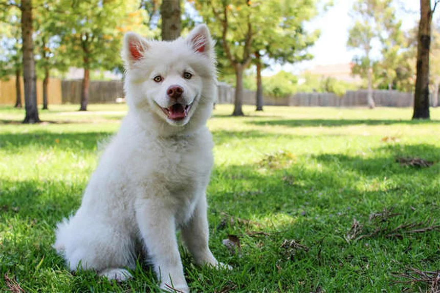 5 Proven Ways to Help Your Constipated Dog Poop Fast