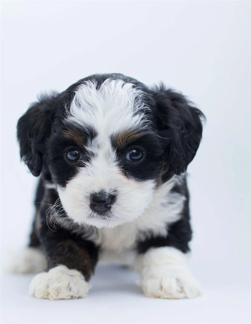Is Toilet Water Safe for Pets? 5 Shocking Risks You Need to Know