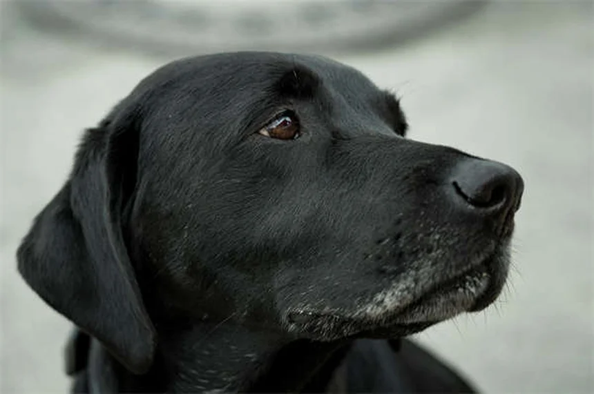5 Shocking Ways Secondhand Smoke Harms Your Pets (And How to Protect Them)