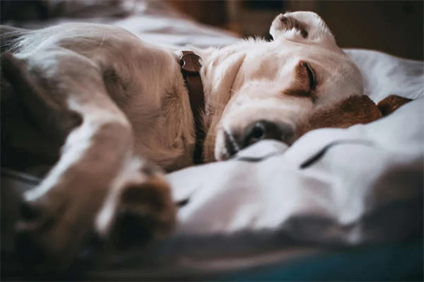 Revolution® for Cats & Dogs: Complete Guide to Flea & Heartworm Protection