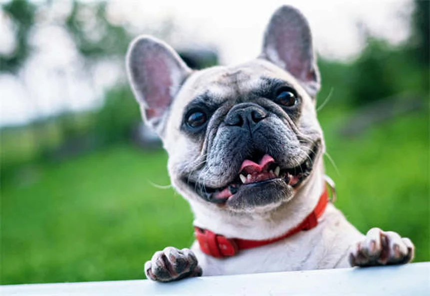 Revolution® for Cats & Dogs: Complete Guide to Flea & Heartworm Protection