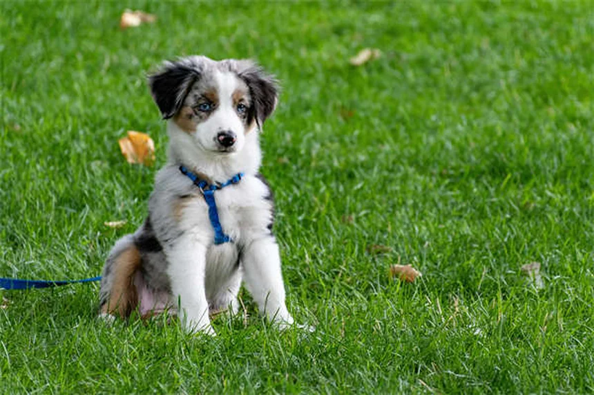 Bordetella in Guinea Pigs: 5 Critical Signs & Prevention Tips