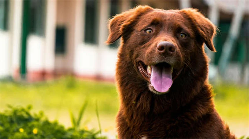 Bordetella in Guinea Pigs: 5 Critical Signs & Prevention Tips