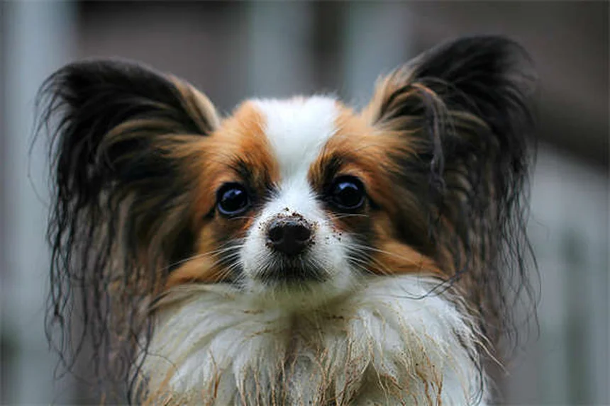 Kitten Flea and Tick Prevention: Safe Solutions for Your Furry Friend