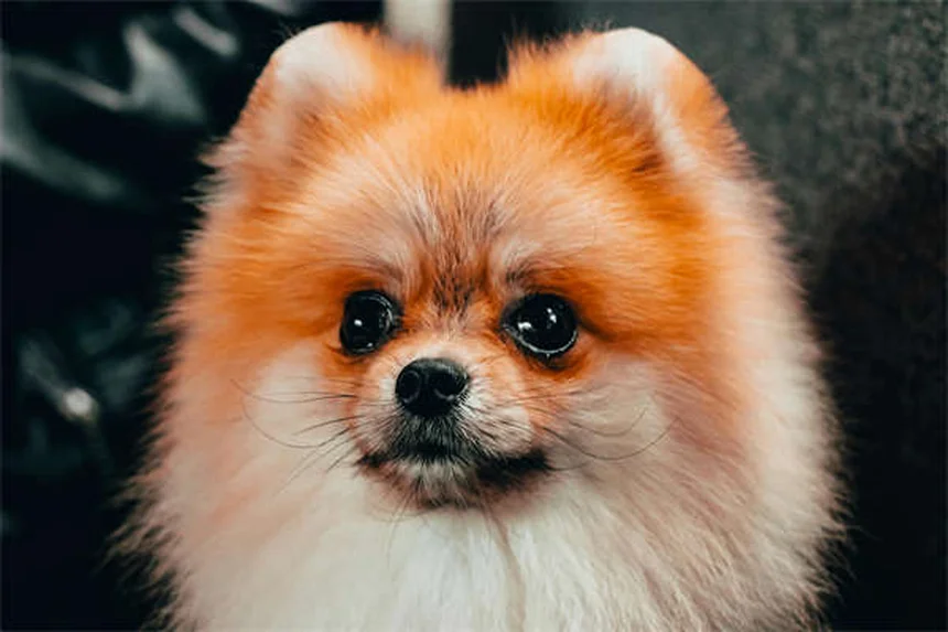 Kitten Flea and Tick Prevention: Safe Solutions for Your Furry Friend
