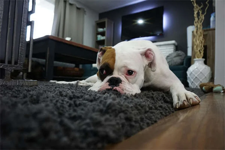 Cat Diarrhea: Causes, Treatment & When to Worry