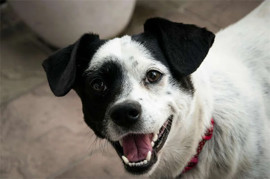 Cat Head Tilt: When to Worry & What It Means