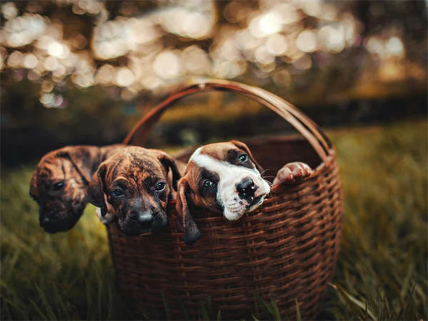 10 Proven Ways to Remove Ticks from Cats Fast & Safely
