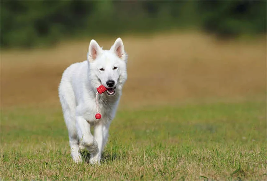 5 Best Home Remedies for Itchy Dogs (Vet-Approved Solutions)