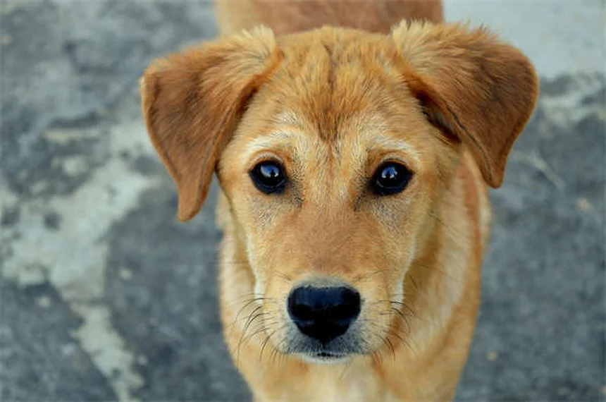5 Best Home Remedies for Itchy Dogs (Vet-Approved Solutions)