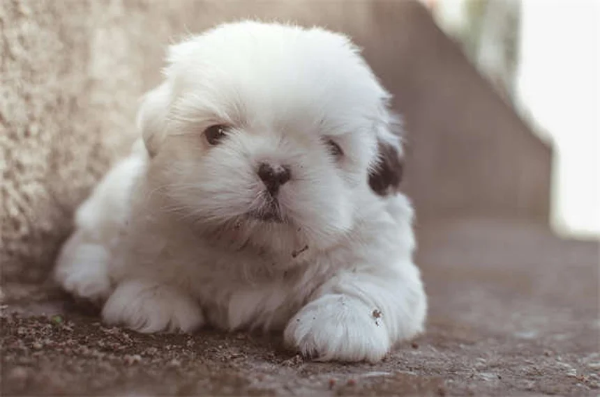 Puppy Sleep Guide: How Much Do Puppies Sleep & Best Bedtime Tips