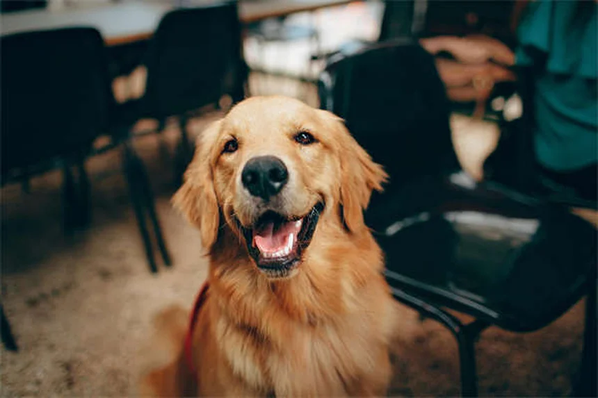 5 Proven Ways to Relieve Dog Arthritis Pain at Home