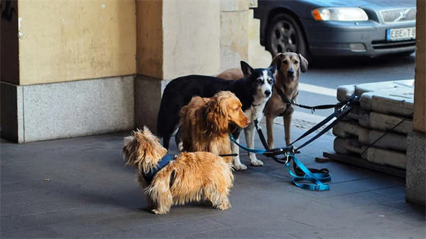5 Proven Ways to Relieve Dog Arthritis Pain at Home