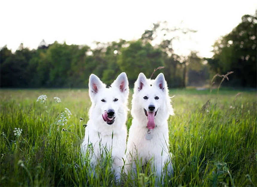 Pepcid for Pets: Safe Dosage & Side Effects Guide