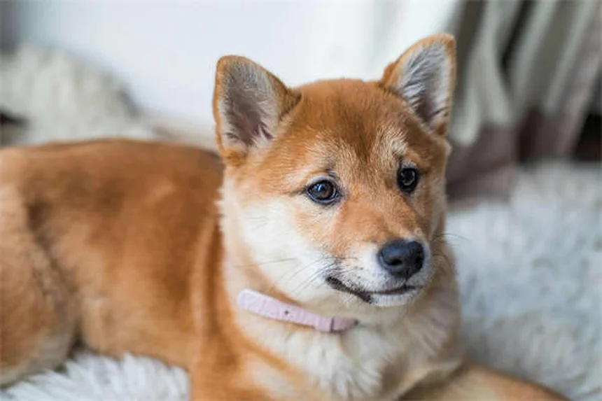Pepcid for Pets: Safe Dosage & Side Effects Guide