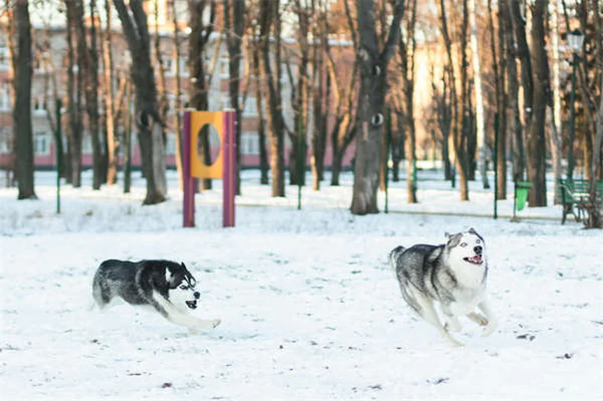 Dog Zoomies Explained: Why Your Pup Goes Crazy Running in Circles