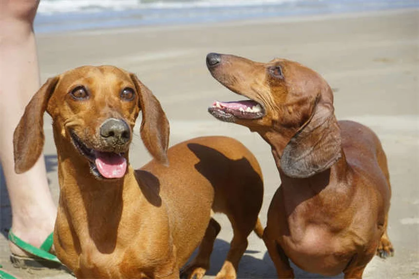 Dog Zoomies Explained: Why Your Pup Goes Crazy Running in Circles